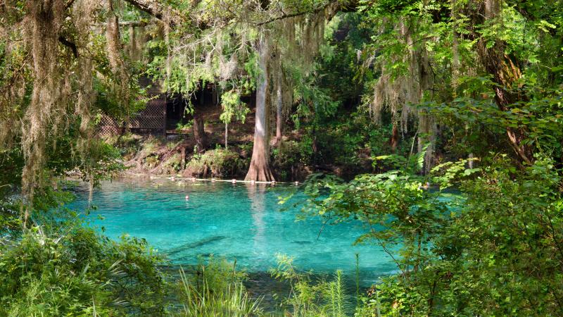 Fanning Springs